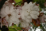 Prunus serrulata var. longipes 'Shogetsu' RCP5-10 042.jpg
